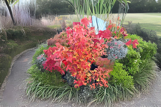 Trident Maple (Acer buergerianum)
