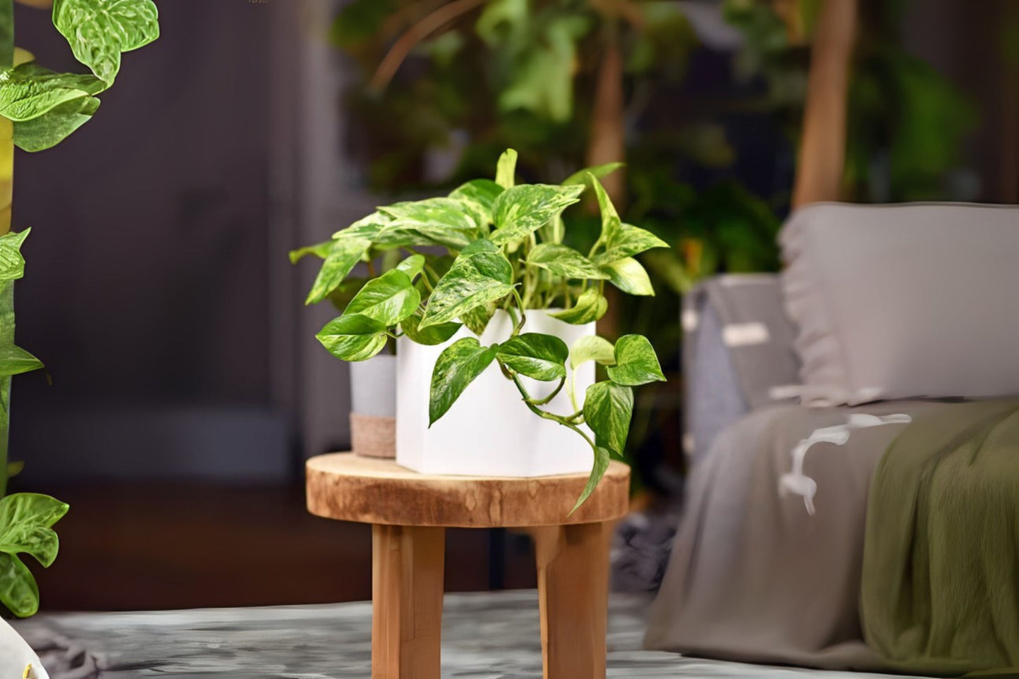 Golden Queen Pothos Plant - 4" Variegated Indoor Houseplant - Epipremnum aureum 'Golden Queen' - Easy Care & Air-Purifying
