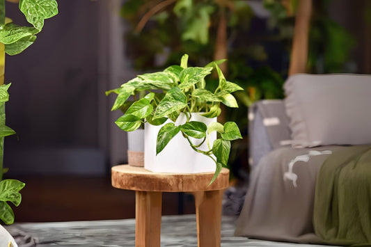 Golden Queen Pothos Plant - 4" Variegated Indoor Houseplant - Epipremnum aureum 'Golden Queen' - Easy Care & Air-Purifying