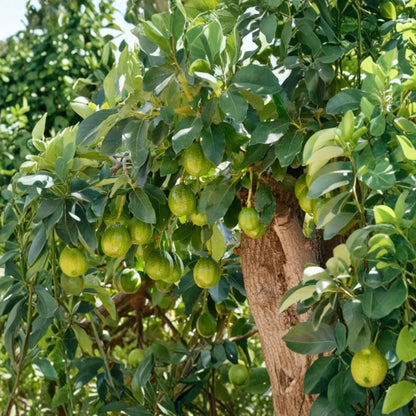 Hass Avocado Tree – Persea americana Live Fruit Tree | 1–2 Feet Tall | 3-Gallon Container  Classic Hass Flavor | Container Friendly | Cold-Tolerant for Mild Climates