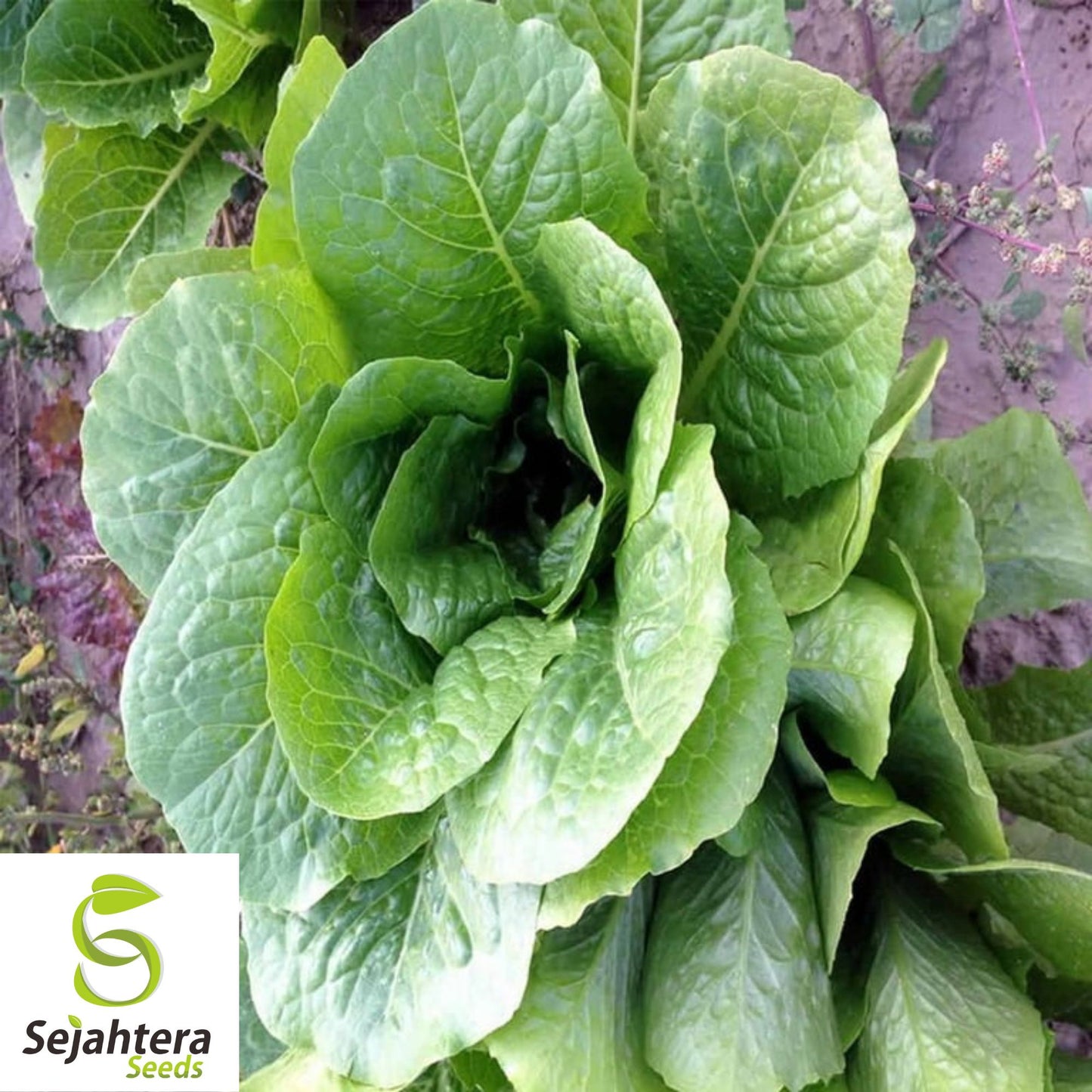 1000 Parris Island Cos Lettuce Seeds - Non-GMO, Crisp Romaine Variety