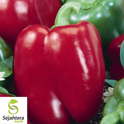 Big Red Sweet Pepper Seeds 25+ | Heirloom Capsicum annuum Vegetable USA