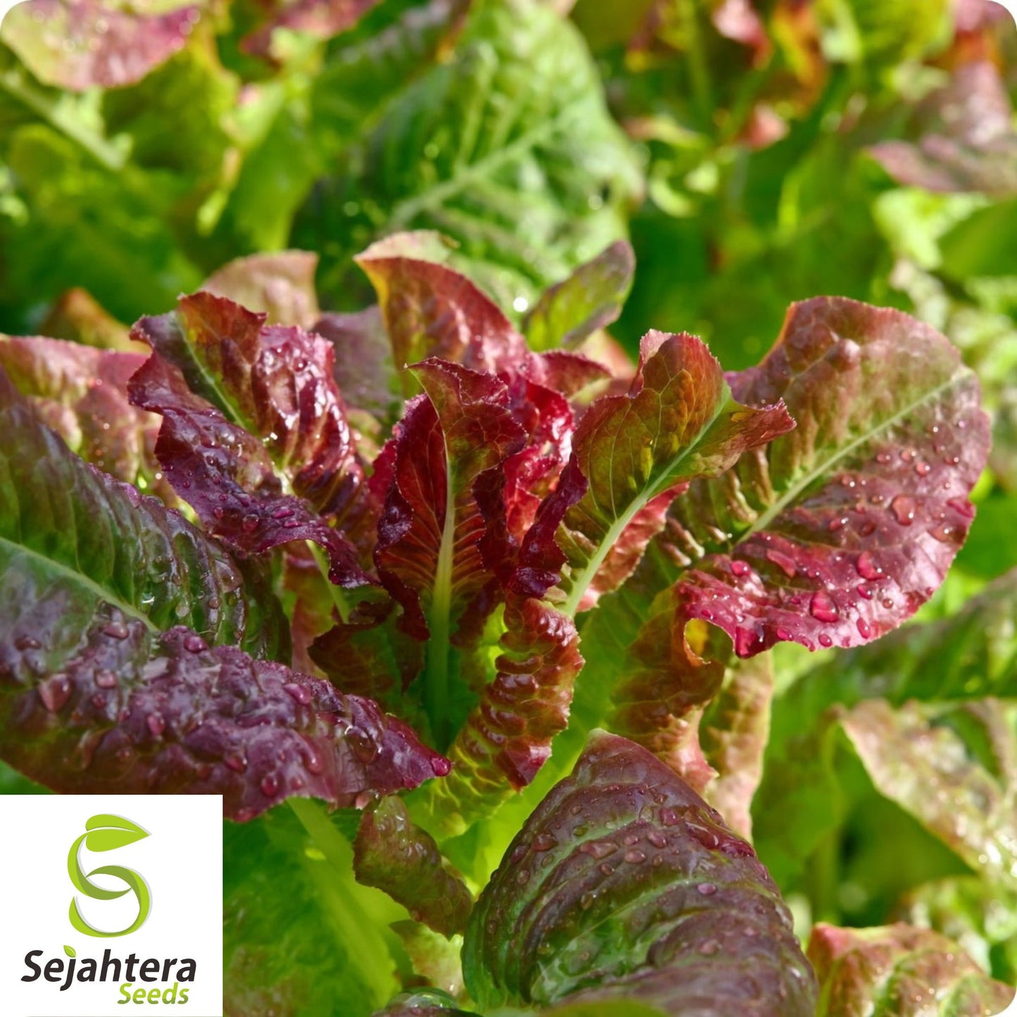 1000 Rouge d'Hiver Lettuce Seeds - Non-GMO, Heirloom & Cold Hardy