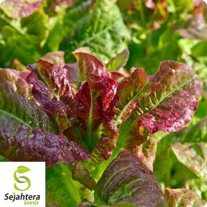 1000 Rouge d'Hiver Lettuce Seeds - Non-GMO, Heirloom & Cold Hardy