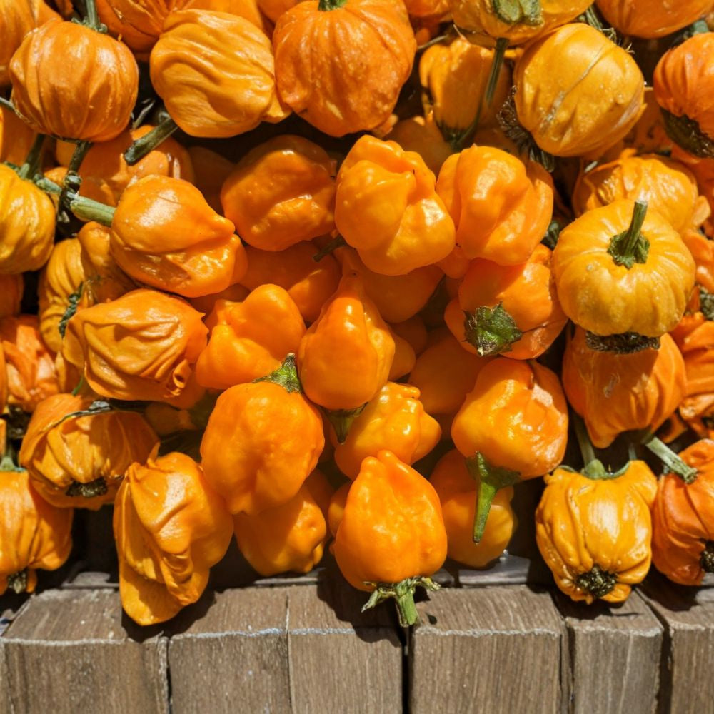 AJI Mango Pepper – Capsicum baccatum Lot of 3 Live Plants | 75+ Days Old | Medium Hot Variety  Fruity Citrus Flavor | 25,000–50,000 SHU | BBQ Favorite