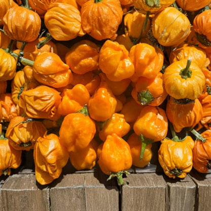 AJI Mango Pepper – Capsicum baccatum Lot of 3 Live Plants | 75+ Days Old | Medium Hot Variety  Fruity Citrus Flavor | 25,000–50,000 SHU | BBQ Favorite