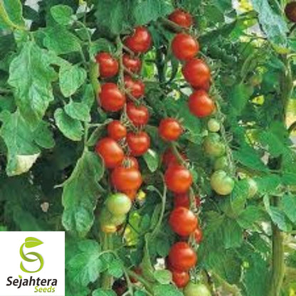 Waterfall Tomato Seeds - 100+ Organic Heirloom - Sweet & High Yield - Rare