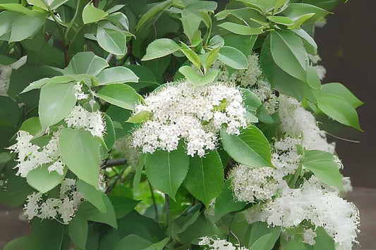 Nannyberry (Viburnum lentago)