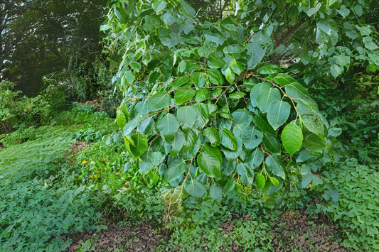 Shinybark Birch (Betula luminifera)