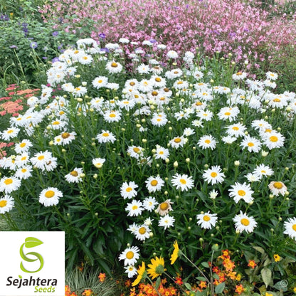 Shasta Daisy Seeds - 1000+ Heirloom - Perennial, Cut Flowers & Pollinator-Friendly