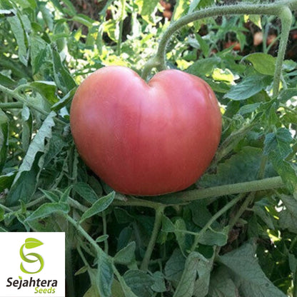 Pink Oxheart Tomato Seeds 50 Ct | Heirloom NON-GMO Vegetable Garden USA