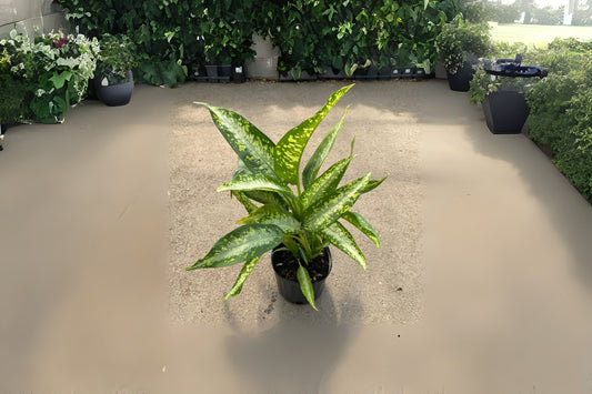 Dieffenbachia Panther Plant - 3 Gallon Pot - Tropical Indoor Plant - Dieffenbachia spp. - Vibrant Foliage for Home Décor