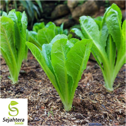 1000 Parris Island Cos Lettuce Seeds - Non-GMO, Crisp Romaine Variety