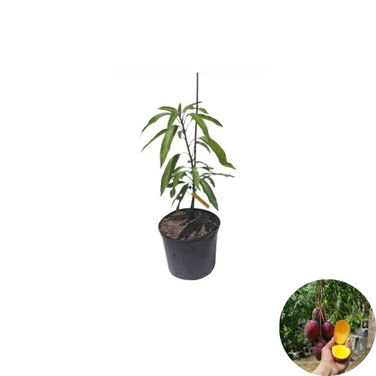 Irwin (Miyazaki / Egg of the Sun) Mango Tree – Mangifera indica ‘Irwin’ Live Grafted Tree | 2–4 Feet Tall | Premium Red Variety  Fast Fruiting | Fiberless Sweet Fruit | Ships to All States