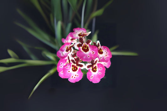 Tolumnia Orchid Plant - Rainbow Hybrid - Tolumnia Jairak 'Rainbow' #JM-01 - Vibrant Blooms, Equitant Oncidium Variety