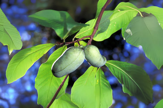Common Pawpaw (Asimina triloba)