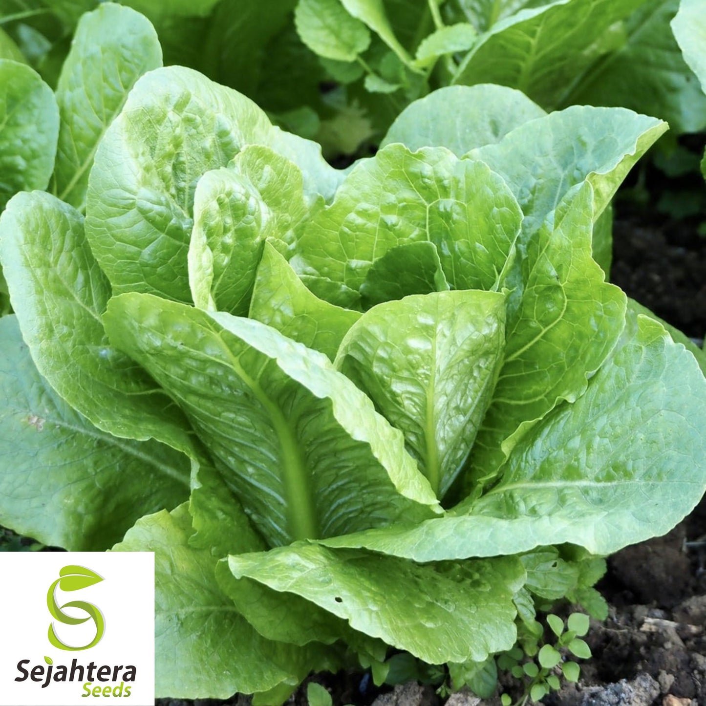 1000 Parris Island Cos Lettuce Seeds - Non-GMO, Crisp Romaine Variety