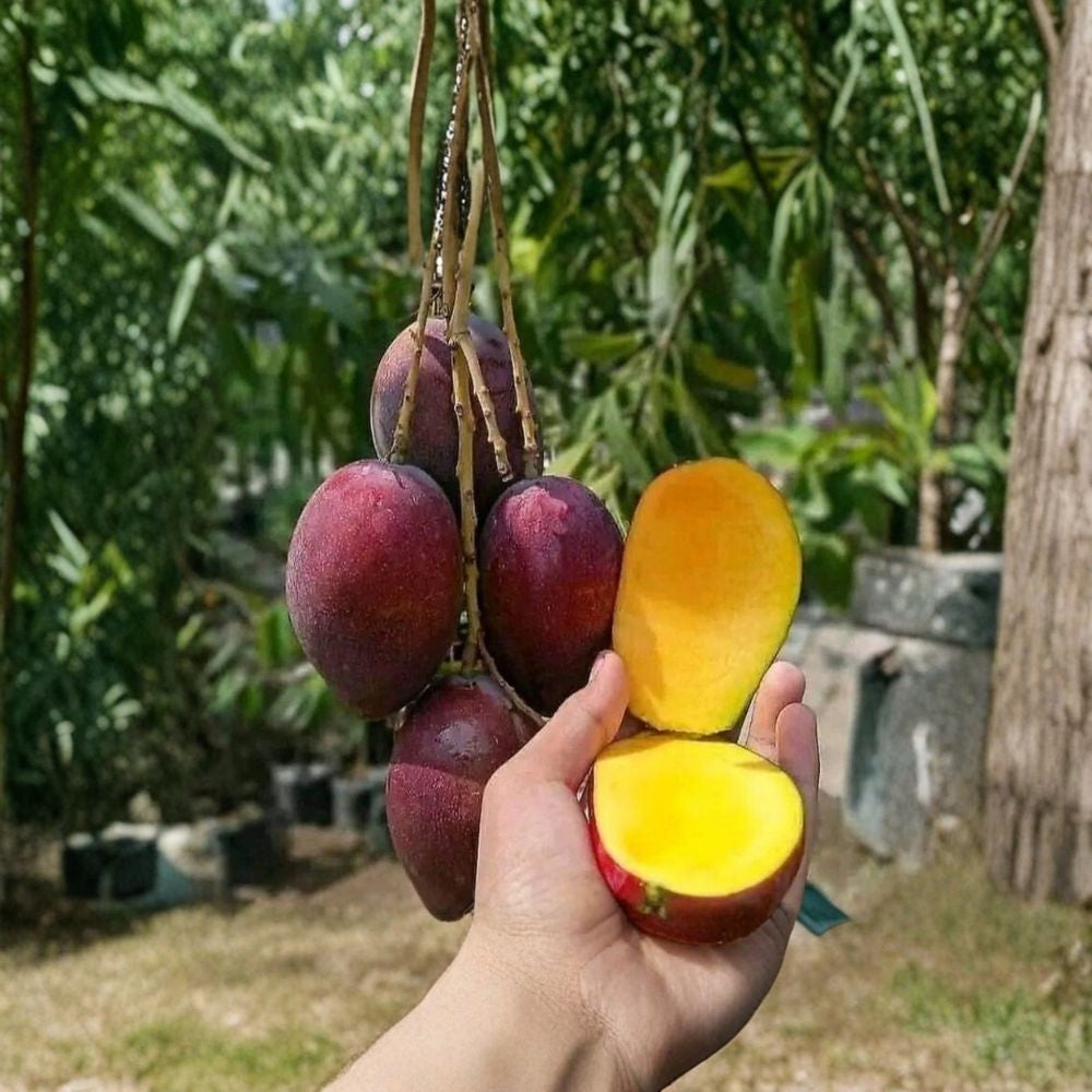 Irwin (Miyazaki / Egg of the Sun) Mango Tree – Mangifera indica ‘Irwin’ Live Grafted Tree | 2–4 Feet Tall | Premium Red Variety  Fast Fruiting | Fiberless Sweet Fruit | Ships to All States