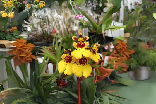 Tolumnia Orchid Plant in Spike - Jairak Firm 'Jaoho Fantasy' - Equitant Oncidium - Vibrant Epiphytic Orchid