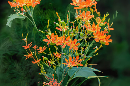 Blackberry Lily Blackberry-lily Leopard Flower Lily (Belamcanda chinensis)