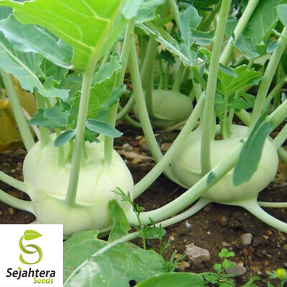 Kohlrabi White Vienna Seeds 500+ | Heirloom Vegetable NON-GMO USA