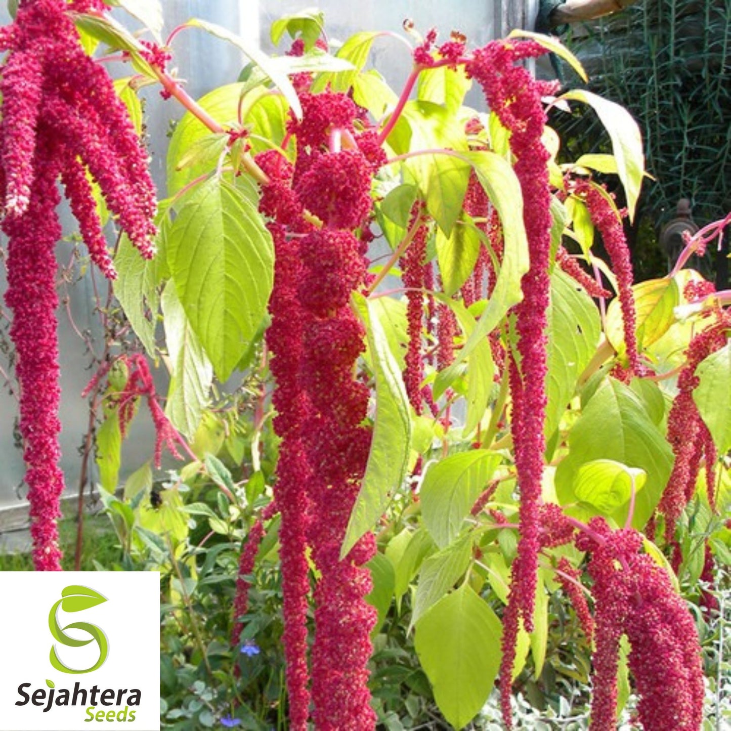 Love Lies Bleeding Seeds - 400+ Heirloom Amaranthus - Drought-Tolerant & Unique