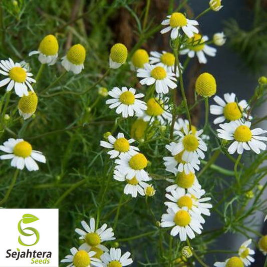 200 German Chamomile Herb Seeds - Non-GMO, Aromatic & Medicinal Herb