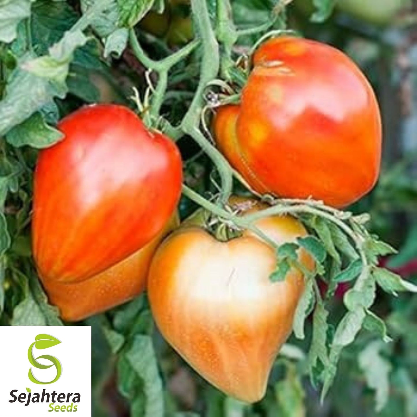 Pink Oxheart Tomato Seeds 50 Ct | Heirloom NON-GMO Vegetable Garden USA