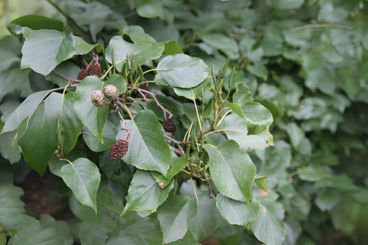 Italian Alder (Alnus cordata)