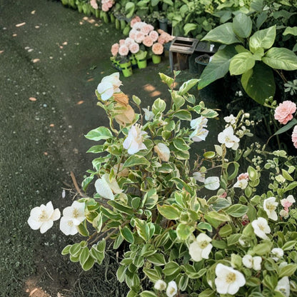 White Stripe Bougainvillea – Bougainvillea spp. Live Tropical Vine | 6–8 Inches Tall | Shipped in 1 Gallon Pot  Variegated Foliage | Bright Color Display | Heat & Sun Loving