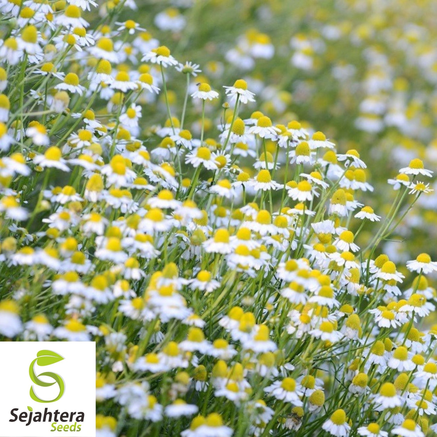 200 German Chamomile Herb Seeds - Non-GMO, Aromatic & Medicinal Herb