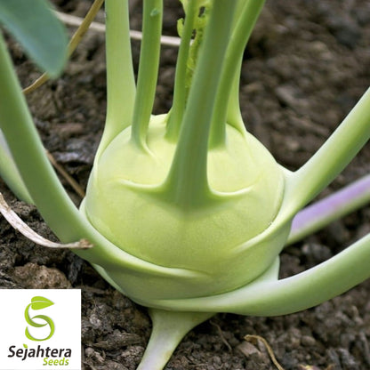 Kohlrabi White Vienna Seeds 500+ | Heirloom Vegetable NON-GMO USA