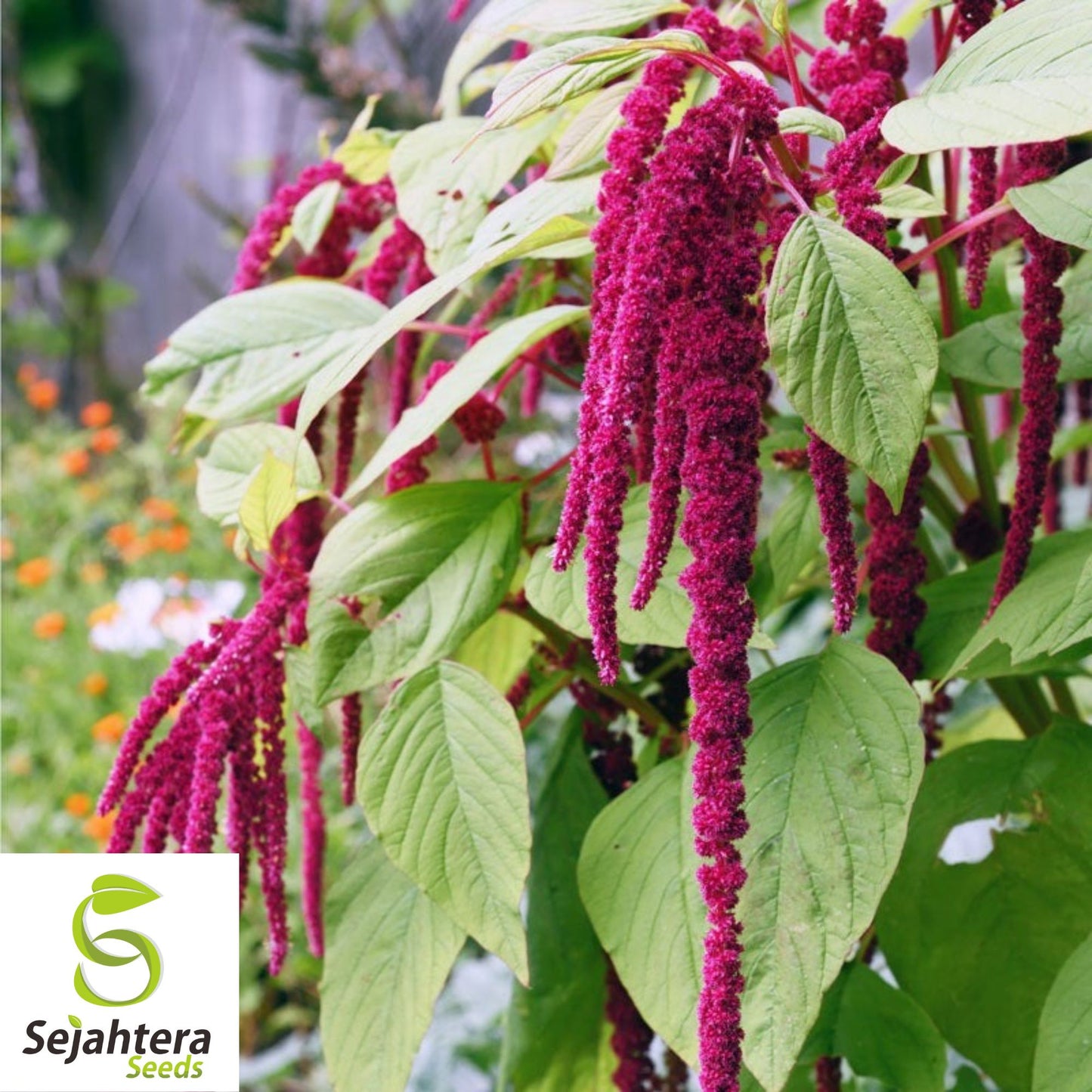 Love Lies Bleeding Seeds - 400+ Heirloom Amaranthus - Drought-Tolerant & Unique