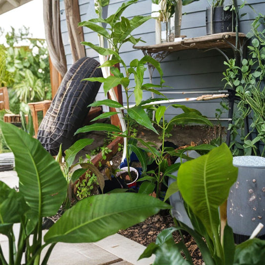 Irwin Mango Tree – Mangifera indica ‘Irwin’ Live Plant | 15–20 Inches Tall | Red Sweet Variety  Fiberless Flesh | Florida Cultivar | Patio & Garden Ready