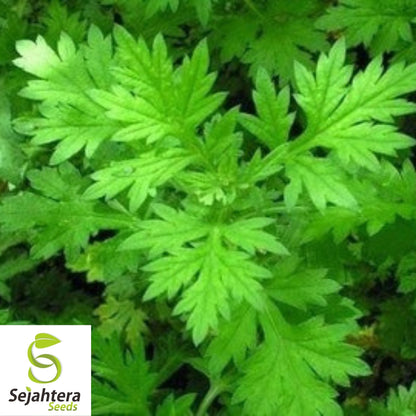 Mugwort Seeds 500+ | Artemisia vulgaris Medicinal Herb Heirloom USA