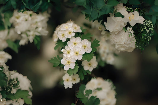 Alabama Hawthorn (Crataegus vulsa)