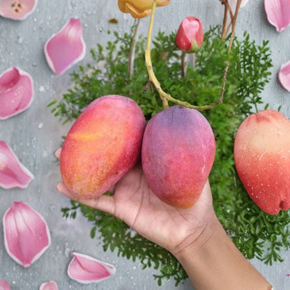 Irwin Mango Tree – Mangifera indica ‘Irwin’ Live Plant | 15–20 Inches Tall | Red Sweet Variety  Fiberless Flesh | Florida Cultivar | Patio & Garden Ready