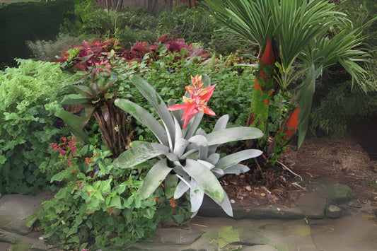 Bromeliad Plant 9" Pot Aechmea Little Harv Salmon Pink Bloom Aechmea Little Harv Hybrid