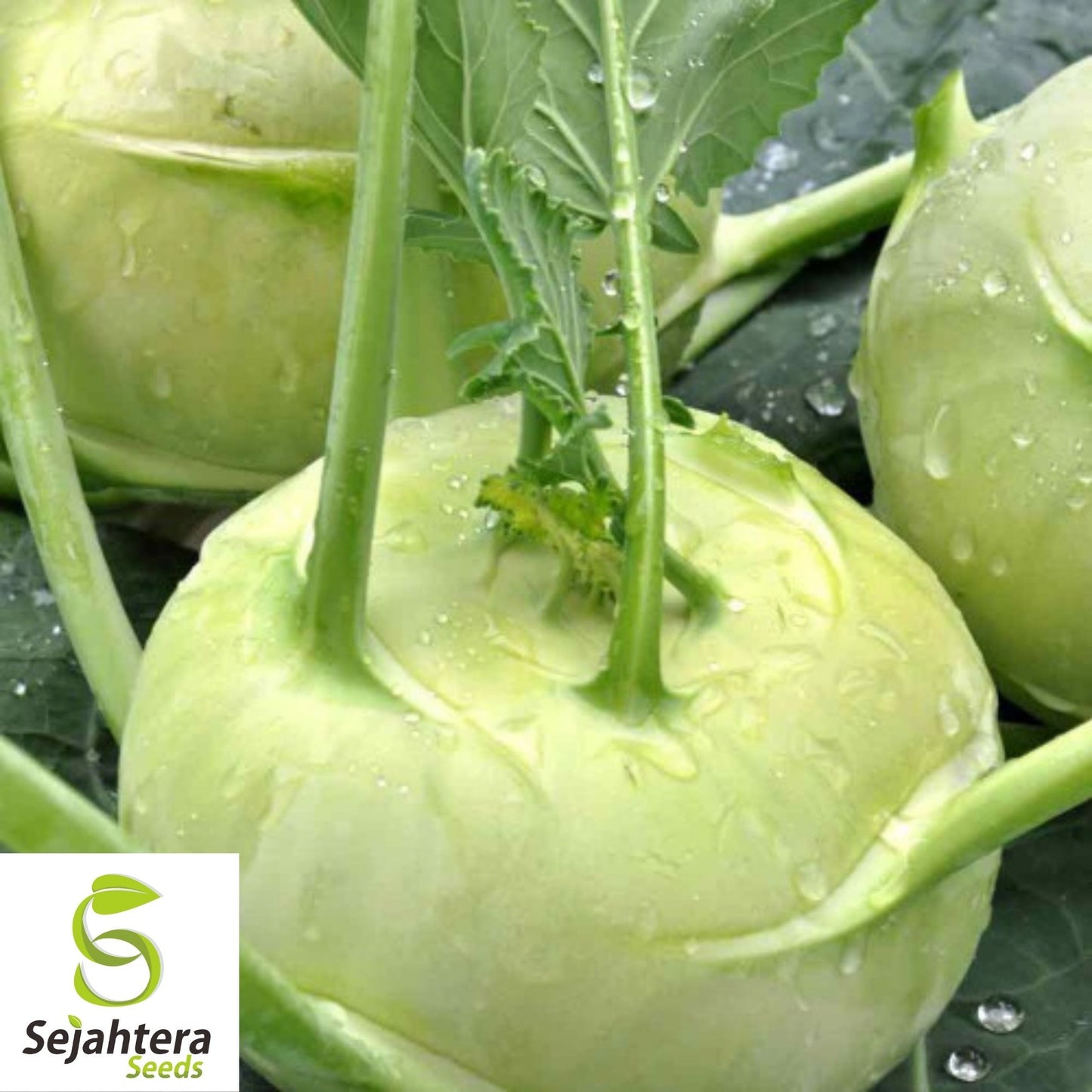 Kohlrabi White Vienna Seeds 500+ | Heirloom Vegetable NON-GMO USA