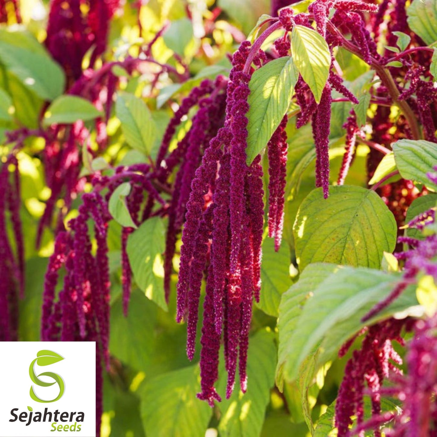 Love Lies Bleeding Seeds - 400+ Heirloom Amaranthus - Drought-Tolerant & Unique