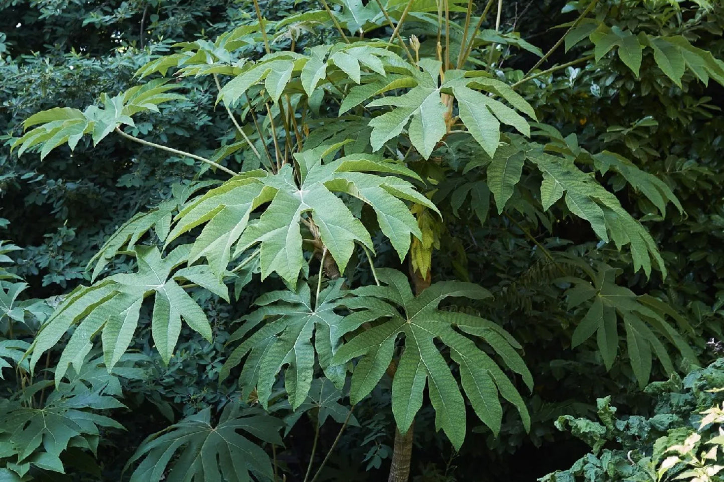 Rice-paper Plant (Tetrapanax papyrifer)