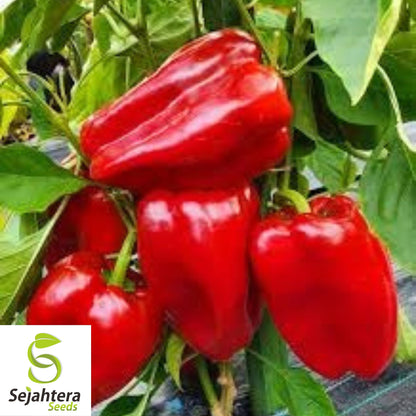 Giant Red Bell Pepper Seeds - 120+ Organic Heirloom - Sweet & Non-GMO