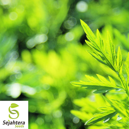 Mugwort Seeds 500+ | Artemisia vulgaris Medicinal Herb Heirloom USA