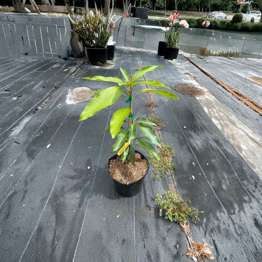 Pickering Dwarf Mango Tree – Mangifera indica ‘Pickering’ Live Grafted Tree | 3 Gallon Pot | 2–4 Feet Tall  Authentic Zill’s Selection | Compact & Sweet | Container Favorite