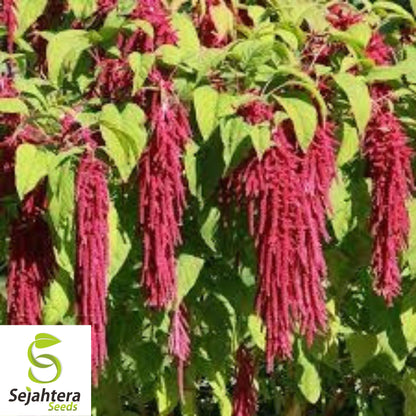 Love Lies Bleeding Seeds - 400+ Heirloom Amaranthus - Drought-Tolerant & Unique