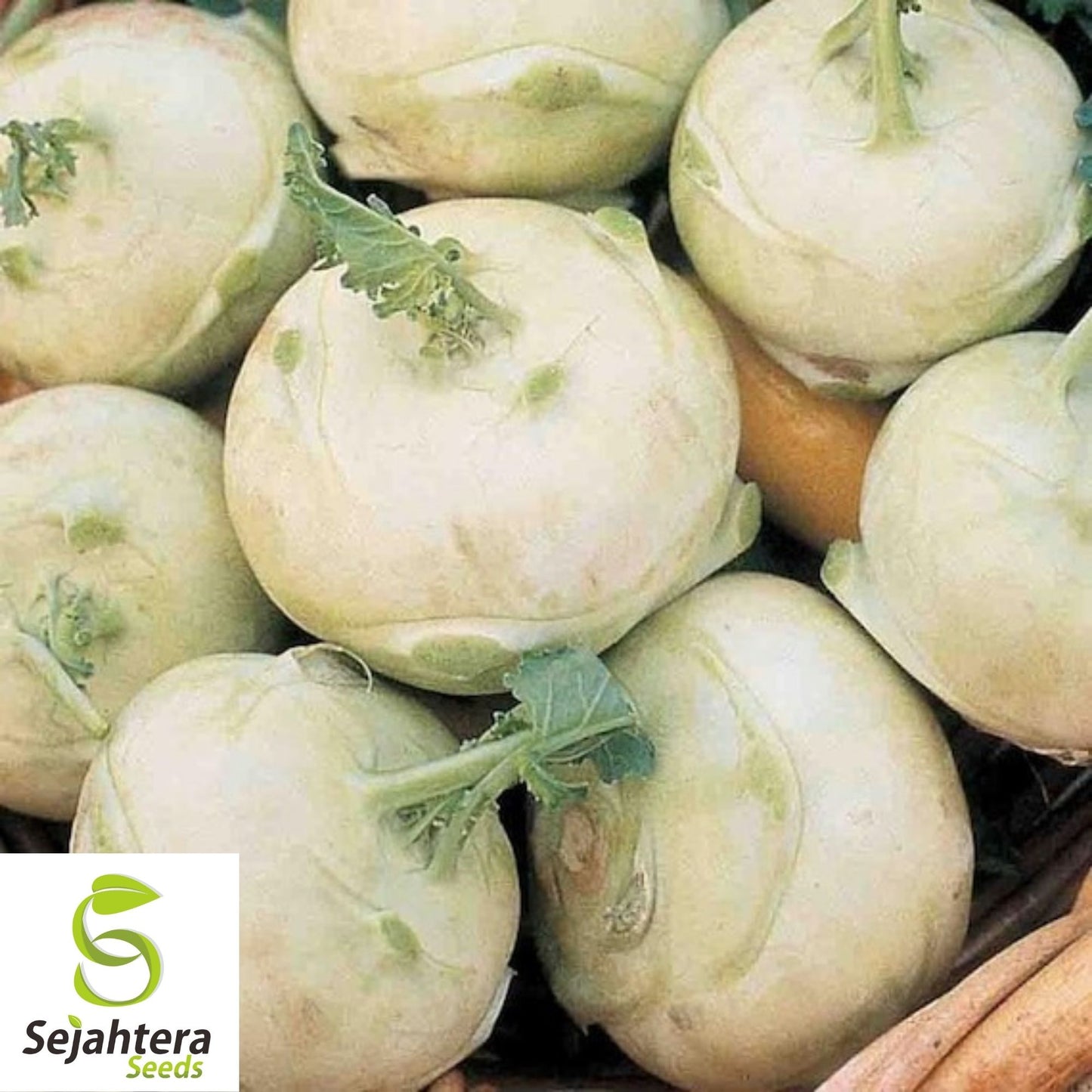 Kohlrabi White Vienna Seeds 500+ | Heirloom Vegetable NON-GMO USA
