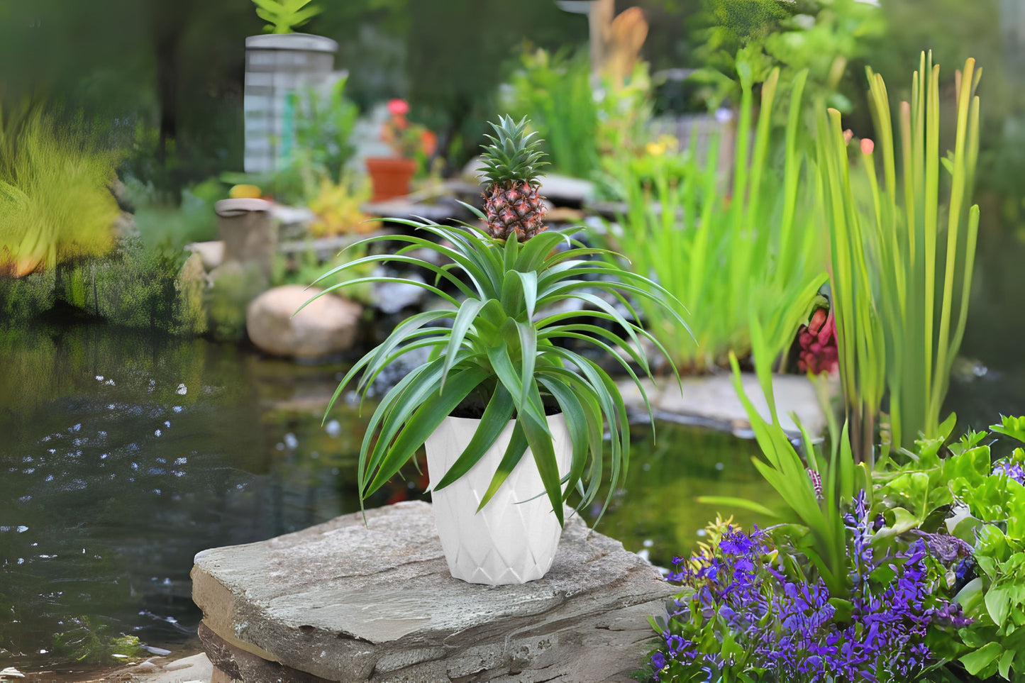 Bromeliad Plant Mini Me 6" - Ananas Comosus - Tropical Indoor Houseplant for Home Decor and Gardening Enthusiasts