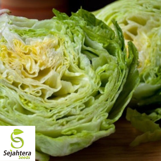 1000 Iceberg Lettuce Seeds - Non-GMO, Crisp & Refreshing Greens