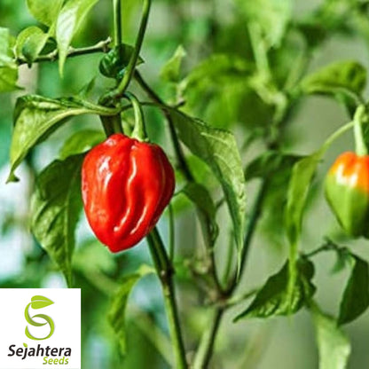 25+ Habanero Hot Pepper Seeds - Non-GMO, Heirloom & Extra Spicy Variety