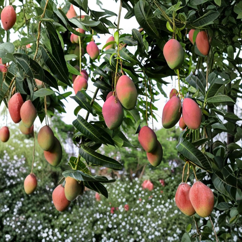 Pickering Dwarf Mango Tree – Mangifera indica ‘Pickering’ Live Grafted Tree | 3 Gallon Pot | 2–4 Feet Tall  Authentic Zill’s Selection | Compact & Sweet | Container Favorite